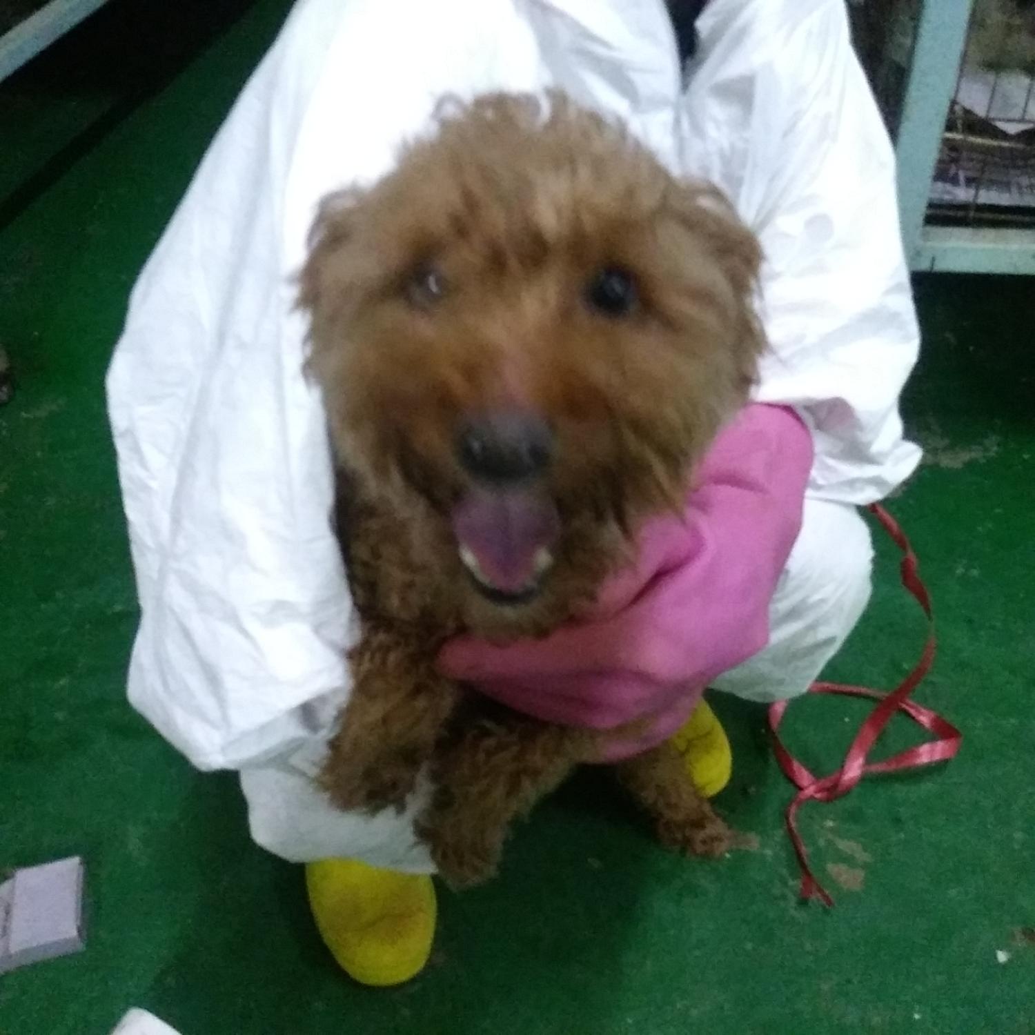보호중 푸들의 가족…